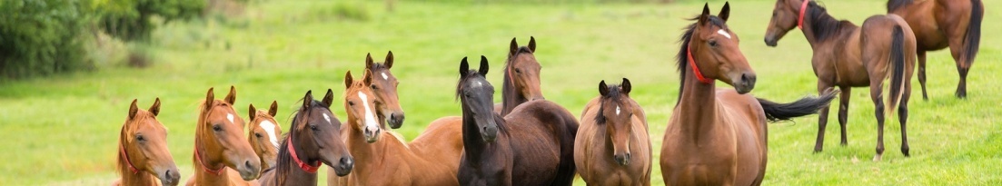 gallery/caballos bloques